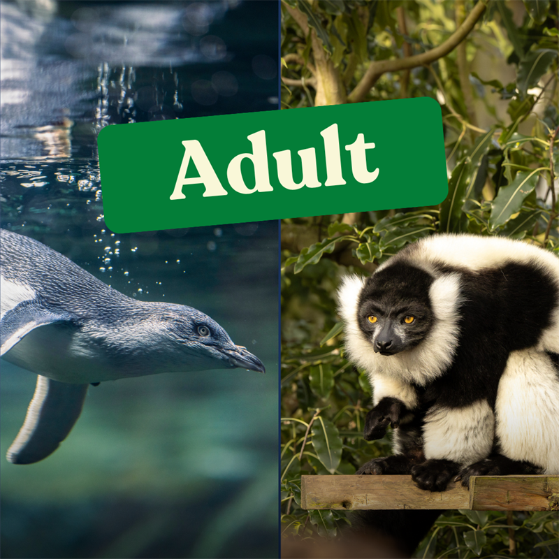 Wild & Ice Adult Annual Membership