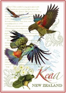 Designer tea towel Kea