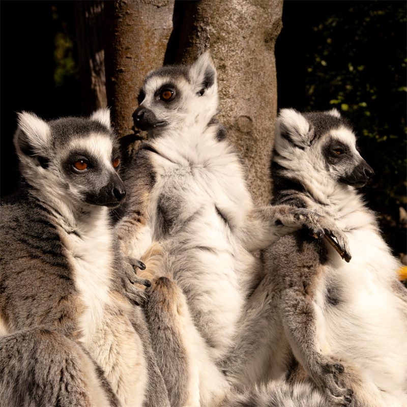 Adult Lemur Encounter