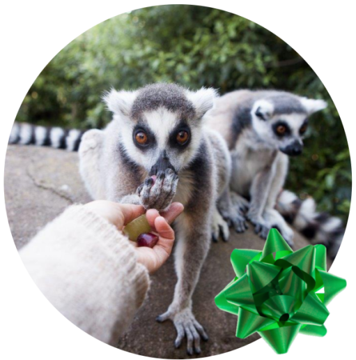 Lemur Encounter - adult